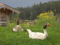 G&auml;nse Martin und Martha